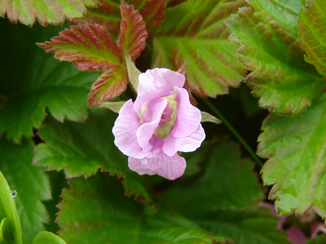 Raspberry family flowers at Goose Cove North.